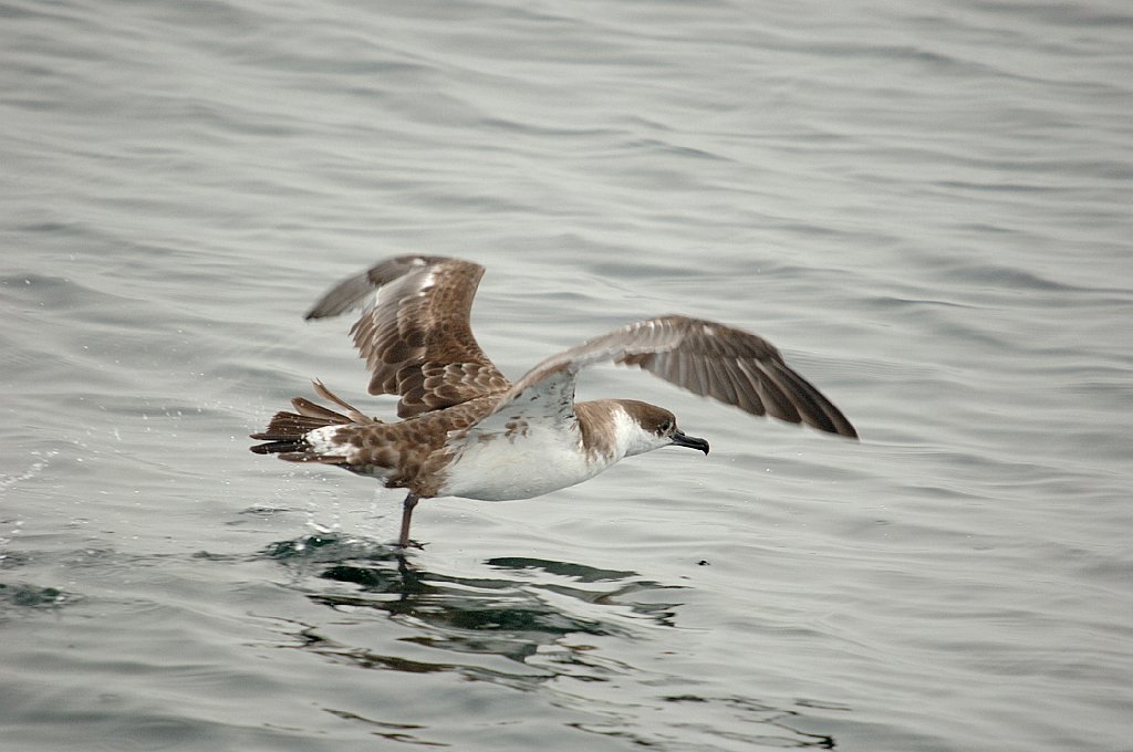 Shearwater, Greater, 2006-07081655 Hyannis, MA.JPG - Greater Shearwater, Broolkine July 2006 Hyannis pelagic bird trip